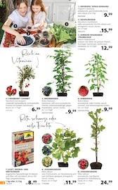 Aktueller Dehner Garten-Center Prospekt mit Gemüse, "Aktuelle Angebote", Seite 6