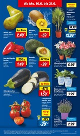 Palme im Lidl Prospekt in Schwerin Aktueller Lidl Prospekt mit Palme, "LIDL LOHNT SICH", Seite 5