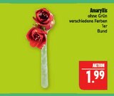 Aktuelle Zimmerpflanzen Angebote bei Marktkauf in Nürnberg Aktuelles Amaryllis Angebot bei Marktkauf in Nürnberg ab 1,99 €