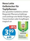 Gelbstecker für Topfpflanzen von Nexa Lotte im aktuellen V-Markt Prospekt für 3,99 €