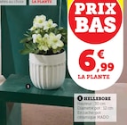 Promo Hellebore à 6,99 € dans le catalogue Super U à Nalzen