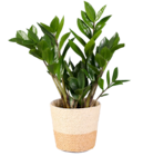 Zamioculcas en promo chez Lidl Amiens à 6,49 €