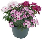 Aktuelles Chrysantheme Trio »Pink Cadillac« Angebot bei REWE in Hamburg ab 2,29 €