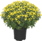 Chrysanthème à Aldi dans Menandon Chrysanthème à Aldi dans Menandon