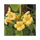 CAMPSIS RADICANS FLAVA. Le pot de 3 litres - BOTANIC® à 16,99 € dans le catalogue Botanic