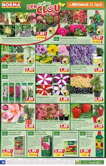 Tomaten im Norma Prospekt "Mehr fürs Geld" mit 21 Seiten (Heidelberg)