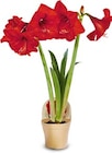 Amaryllis Angebote bei Netto Marken-Discount Lünen für 3,99 €