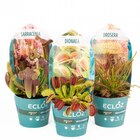 Gamm vert Liesle - Promo Mélange de plantes carnivores ECLOZ Promo Mélange de plantes carnivores ECLOZ à 5,00 € dans le catalogue Gamm vert à Liesle