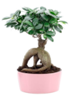 Ficus ginseng h. 40 cm en promo chez Truffaut Boulogne-Billancourt à 11,99 €