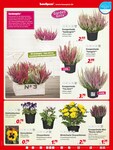 Blumen Blumen