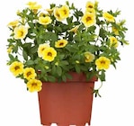 Calibrachoa Hybrid 'Aloha Kona' bei OBI im Biedenkopf Prospekt für 2,49 €