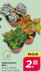 Netto mit dem Scottie Putbus - Sukkulenten-Mix Angebot im Prospekt Sukkulenten-Mix bei Netto mit dem Scottie im Putbus Prospekt für 2,99 €