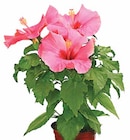 Zimmerhibiskus von  im aktuellen Dehner Garten-Center Prospekt für 7,99 €
