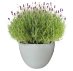 Lavendel im aktuellen toom Baumarkt Prospekt