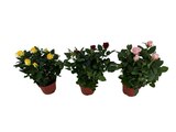 Plantes fleuries - Carrefour à Angers Plantes fleuries en promo chez Carrefour Angers à 3,49 €