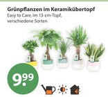 Grünpflanzen im Keramikübertopf von  im aktuellen V-Markt Prospekt für 9,99 €