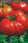Plants de tomates - Super U à Toulouse Plants de tomates en promo chez Super U Toulouse à 1,90 €