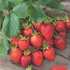 Botanic Aix-en-Provence - Promo Fraisier 'Gariguette' Bio. La motte de 7x7 cm Promo Fraisier 'Gariguette' Bio. La motte de 7x7 cm à 1,49 € dans le catalogue Botanic à Aix-en-Provence