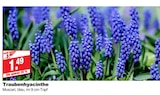 Traubenhyacinthe bei bauSpezi im Neunkirchen Prospekt für 1,49 €