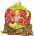 Jumbo Pack Tulpen oder Narzissen bei BAUHAUS in Mönchengladbach Jumbo Pack Tulpen oder Narzissen im Angebot bei BAUHAUS Mönchengladbach für 9,99 €