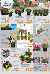 Blumen Angebot im aktuellen Globus-Baumarkt Prospekt auf Seite 6