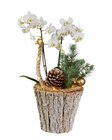 Composition orchidée de Noël - Lidl à Noisy-le-Grand Composition orchidée de Noël en promo chez Lidl Noisy-le-Grand à 14,99 €