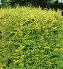 Gold-Liguster „Aureum“ im Angebot bei Hornbach in Münster Gold-Liguster „Aureum“ Angebote von FloraSelf bei Hornbach Münster für 21,49 €