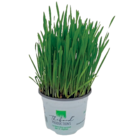 Herbe à chat Bio - Thibaud Productions dans le catalogue Maxi Zoo