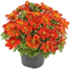 Goldmarie bei Penny im Hösbach Prospekt für 1,99 €