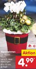 Aktuelles Alpenveilchen Angebot bei Netto Marken-Discount in Freiburg (Breisgau) ab 4,99 €