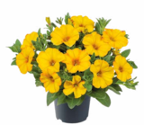 Hagebaumarkt Moers Prospekt mit  im Angebot für 2,99 €