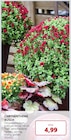 Chrysantheme Busch bei Labertaler Fachmarkt im Prospekt "" für 4,99 €