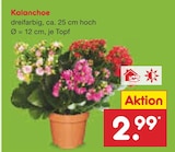 Kalanchoe im Angebot bei Netto Marken-Discount in Singen Kalanchoe Angebote bei Netto Marken-Discount Singen für 2,99 €