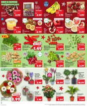 Aktueller Kaufland Prospekt mit Orchidee, "Aktuelle Angebote", Seite 10