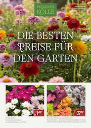 Pflanzen Kölle Prospekt für Stuttgart mit 5 Seiten Pflanzen Kölle Prospekt für Stuttgart: "DIE BESTEN PREISE FÜR DEN GARTEN", 5 Seiten, 01.09.2026 - 30.09.2026