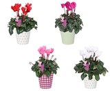 Cyclamen pot 12 cm dans le catalogue Carrefour