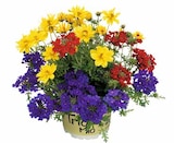 TrioMio Verbena/Bidens im Pflanzen Kölle Prospekt zum Preis von 4,99 €