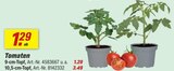 Tomaten 9-cm-Topf Angebote bei toom Baumarkt Rosenheim für 1,29 €