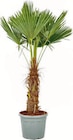 Aktuelle Zimmerpflanzen Angebote bei METRO in Mannheim Aktuelles Hanfpalme (Trachycarpus Fortunei) Angebot bei METRO in Mannheim ab 203,29 €