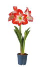 Amaryllis à 4,49 € dans le catalogue Lidl