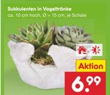 Sukkulenten in Vogeltränke im Angebot bei Netto Marken-Discount in Rosenheim Sukkulenten in Vogeltränke Angebote bei Netto Marken-Discount Rosenheim für 6,99 €