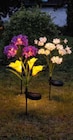 LED Solar Blumen Rose Angebote bei Netto Marken-Discount Bergisch Gladbach für 6,99 €