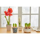 Foire aux bulbes en promo chez Carrefour Market Vitry-sur-Seine à 0,99 €