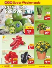 Balkonpflanzen im Netto Marken-Discount Prospekt in Freiberg Aktueller Netto Marken-Discount Prospekt mit Balkonpflanzen, "Aktuelle Angebote", Seite 52