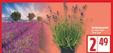 EDEKA Hoppegarten - Gartenlavendel Angebot im Prospekt Gartenlavendel bei EDEKA im Hoppegarten Prospekt für 2,49 €