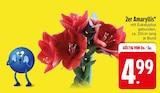 Aktuelle Pflanzen Angebote bei EDEKA in München Aktuelles 2er Amaryllis Angebot bei EDEKA in München ab 4,99 €