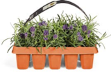 Aktuelle Blumen Angebote bei Netto Marken-Discount in Oberhausen Aktuelles Lavendel Angustifolia Angebot bei Netto Marken-Discount in Oberhausen ab 5,99 €