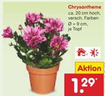 Aktuelles Chrysantheme Angebot bei Netto Marken-Discount in Leipzig ab 1,29 €