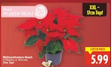 Weihnachtsstern-Busch Angebote bei E center Falkensee für 5,99 €
