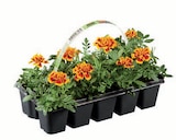 Beetpflanzen bei Lidl im Verl Prospekt für 1,99 €